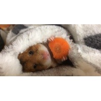Hamster4's picture