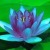 blue_lotus's picture
