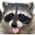Little Raccoon's picture