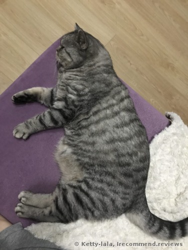 Hill's Prescription Diet Feline Metabolic Advanced Weight Solution Dry Cat Food